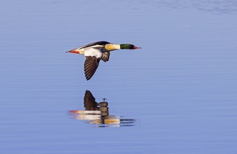 Common merganser, goosander (Mergus merganser merganser) male flying over water of lake in winter