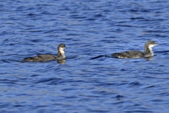 Two black-throated loons, Arctic loon, black-throated diver (Gavia arctica) in non-breeding plumage