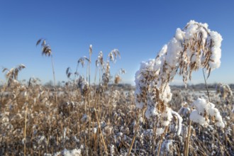 Common reed (Phragmites australis) close-up of panicles, seed heads laden with fresh snow in