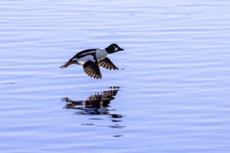 Common goldeneye (Bucephala clangula) male in flight, landing on water in lake in winter