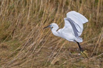 Little egret (Egretta garzetta) in flight, taking off from coastal wetland with caught fish prey in