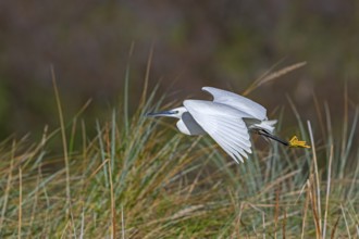 Little egret (Egretta garzetta) flying past reed bed in coastal wetland in winter