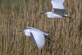 Two little egrets (Egretta garzetta) flying past reed bed in coastal wetland in winter