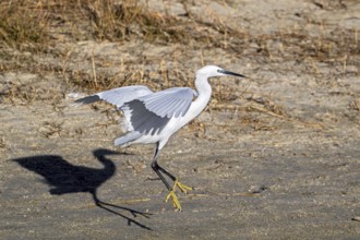 Little egret (Egretta garzetta) adult in flight, landing in the dunes along the North Sea coast in