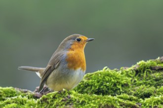 European robin (Erithacus rubecula) perched on moss covered fallen tree looking for insects and