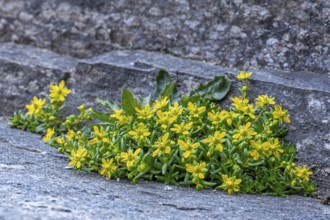 Yellow mountain saxifrage, yellow saxifrage (Saxifraga aizoides), alpine plant flowering among