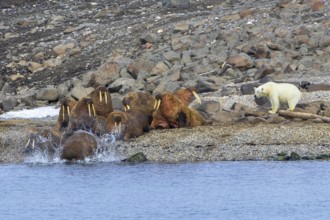 Lone polar bear (Ursus maritimus) attacking Atlantic walruses resting at haulout on beach along the