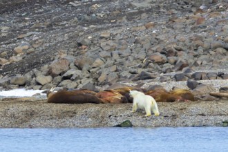 Lone polar bear (Ursus maritimus) stalking Atlantic walruses sleeping at haulout on beach along the