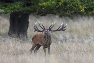 Red deer (Cervus elaphus) stag performing the flehmen response in grassland at edge of oak forest