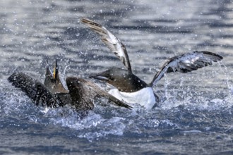 Two thick-billed murres, Brünnich's guillemots (Uria lomvia) in breeding plumage fighting in the