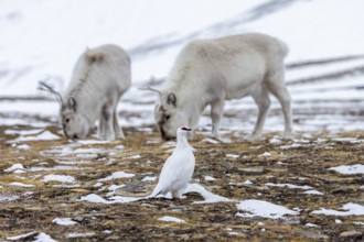Rock ptarmigan (Lagopus muta) male / cock in white winter plumage and Svalbard reindeer foraging on
