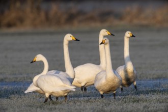 Whooper swans (Cygnus cygnus), Emsland, Lower Saxony, Germany