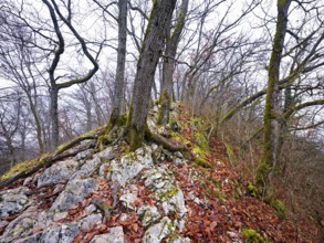 Moss-covered trees surrounded by distinctive limestone formation, Lägerngrat, Baden, Canton Aargau,