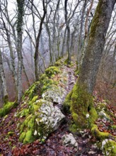 Moss-covered trees surrounded by distinctive limestone formation, Lägerngrat, Baden, Canton Aargau,
