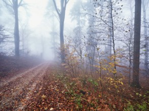 Beech forest (Fagus sylvatica), in autumn in the fog, Canton Aargau, Switzerland