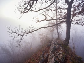 Limestone trail leads through forest covered with moss trees, Lägerngrat, Baden, Aargau Canton,