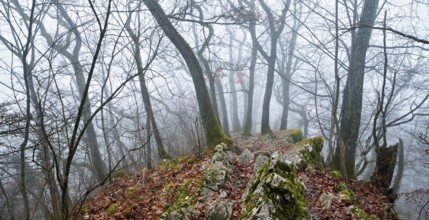 Trees surrounded by moss-covered, distinctive limestone formation, Lägerngrat, Baden, Canton