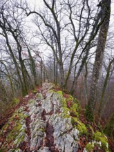 Trees surrounded by moss-covered, distinctive limestone formation, Lägerngrat, Baden, Canton