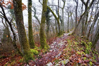 Limestone trail leads through forest covered with moss trees, Lägerngrat, Baden, Aargau Canton,