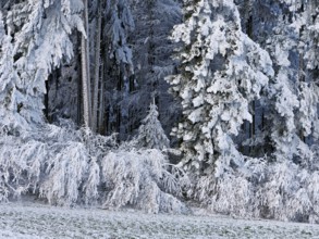 Winter landscape with forest and meadows in hoarfrost, Beinwil, Freiamt, Canton of Aargau,