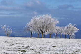 Winter landscape with trees and meadows in hoarfrost, Beinwil, Freiamt, Canton of Aargau,