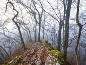 Trees surrounded by moss-covered, distinctive limestone formation, Lägerngrat, Baden, Canton