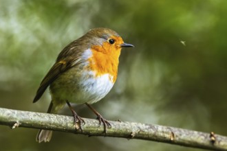European Robinin in his environment. His Latin name is Erithacus rubecula