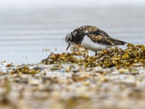 Ruddy Turnstone, Arenaria interpres, United Kingdom