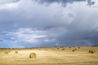 Straw bales on the Scottish fields, Southeast Scotland, UK