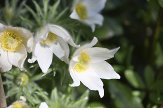 Pasque flower, Pasque flower, Pasque flower, Common pasque flower, Common pasque flower, Common