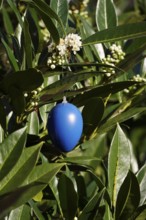 Still life with Easter egg, Germany