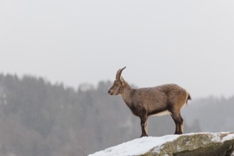 A female ibex (Capra ibex) stands on a rock in the snowstorm. A forest can be seen dimly in the