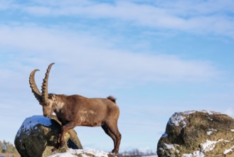 A male ibex (Capra ibex) jumps from rock to rock. Morning light against a blue sky with clouds.