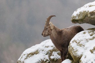 A young female ibex (Capra ibex) stands between rocks in the snowstorm. A forest can be seen dimly