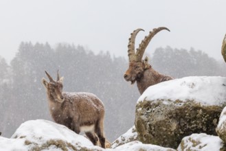 A male and a female ibex (Capra ibex) stand on a rock in the snowstorm. A forest can be seen dimly