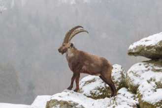 A male ibex (Capra ibex) stands on a rock in the snowstorm. A forest can be seen dimly in the