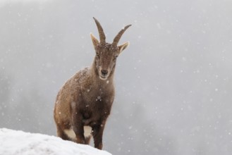 A female ibex (Capra ibex) stands on a rock in the snowstorm. A forest can be seen dimly in the