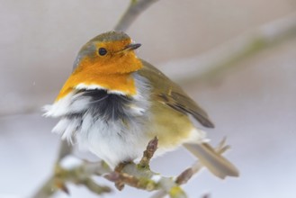 A robin (Erithacus rubecula) on a branch with fluffed up plumage in the wind, Dümmerniederung
