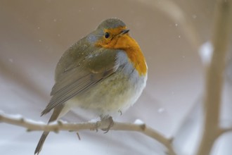 A robin (Erithacus rubecula) sitting on a branch surrounded by falling snow, Dümmerniederung nature