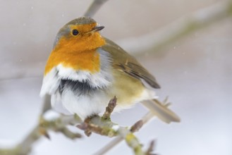 A robin (Erithacus rubecula) on a branch with its plumage in the winter wind, Dümmerniederung