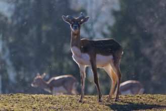 A young male blackbuck (Antilope cervicapra) stands in a green meadow during light snowfall,