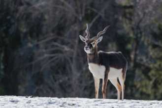 A male blackbuck (Antilope cervicapra) stands in a snow covered meadow on a sunny morning, backlit