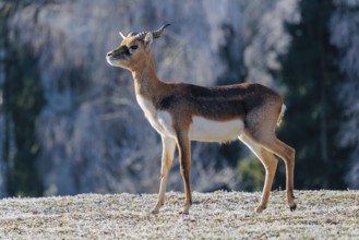A young male blackbuck (Antilope cervicapra) stands in a hoar-frost covered meadow on a sunny