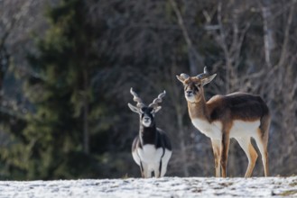 Two male blackbucks (Antilope cervicapra) stand in a snow covered meadow on a sunny morning,