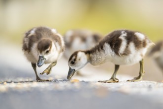 Egyptian goose (Alopochen aegyptiaca) cute chicks on a meadow at the shore of a lake, Bavaria,