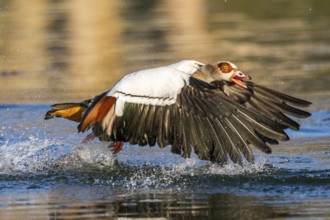 Flying Egyptian goose (Alopochen aegyptiaca) starting from a lake, invasive species, Bavaria,
