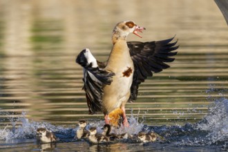 Egyptian goose (Alopochen aegyptiaca) with chicks aggressively attacking other seabirds on a lake,