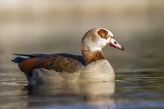 Egyptian goose (Alopochen aegyptiaca) wimming on a lake, Bavaria, Germany