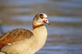 Egyptian goose (Alopochen aegyptiaca) at the shore of a lake, Bavaria, Germany