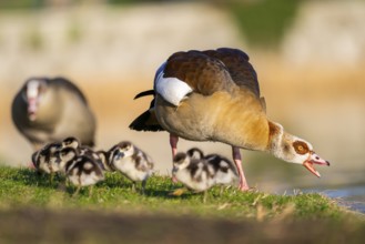 Egyptian goose (Alopochen aegyptiaca) mother with her chicks on a meadow at the shore of a lake,